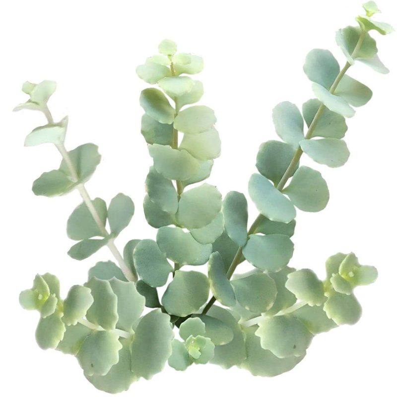 Sedum Sieboldii 2000x 3b95fd16 8616 40cd 99e0 f91bb8ed20e4