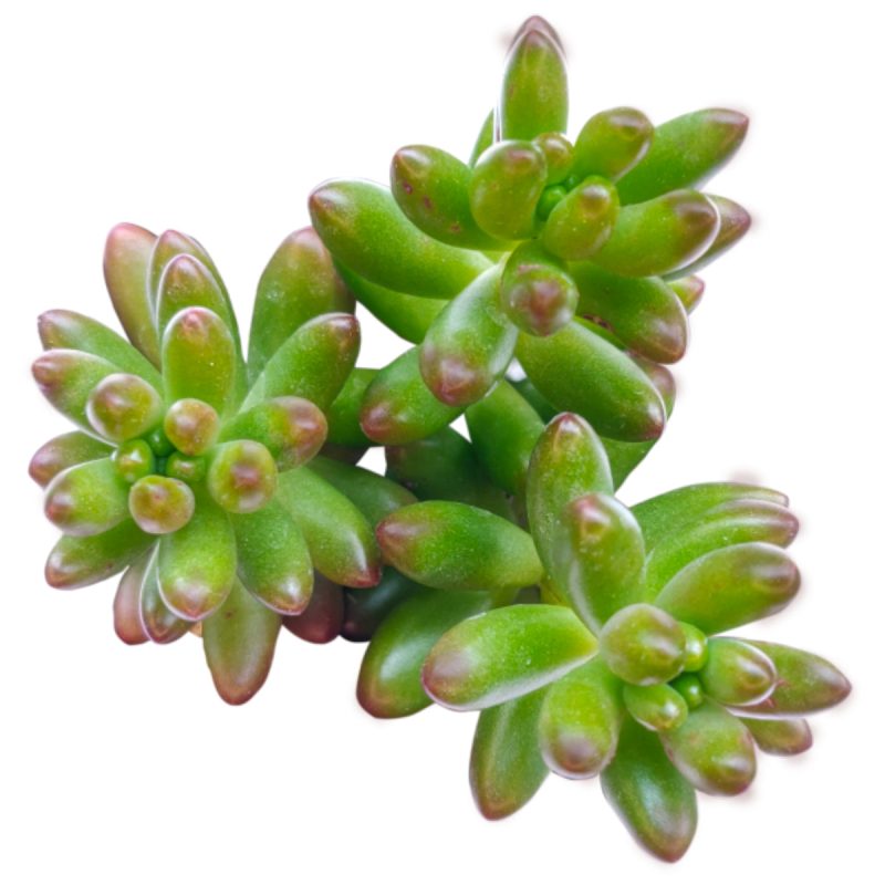 pink jelly bean sedum, pink jelly bean succulent, cactus, Rare succulents, Succulents shop near me, how to grow succulents, succulent care guide, Succulents, succulents shop in California, succulents store in CA, pink jelly bean sedum in California, How to grow pink jelly bean sedum