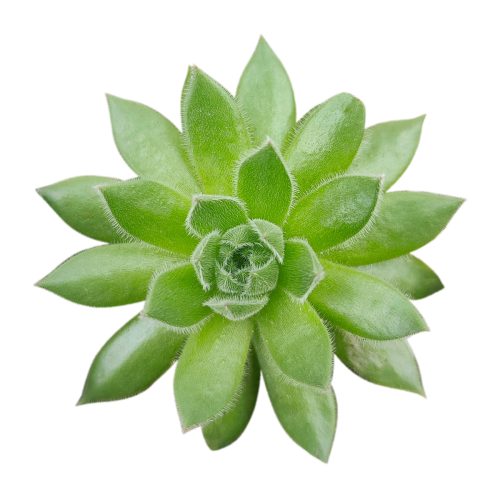 Sempervivum Spring Beauty for sale, indoor succulents, Rare succulents, monthly succulents, cactus, succulent care guide, succulents store in CA, succulent subscription, how to grow succulents, Sempervivum Spring Beauty in California, How to grow Sempervivum Spring Beauty, How to care sempervivum succulents for thanksgiving. indoor succulents.