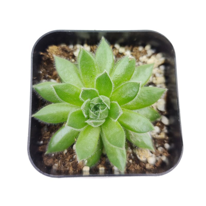 Sempervivum Spring Beauty 4