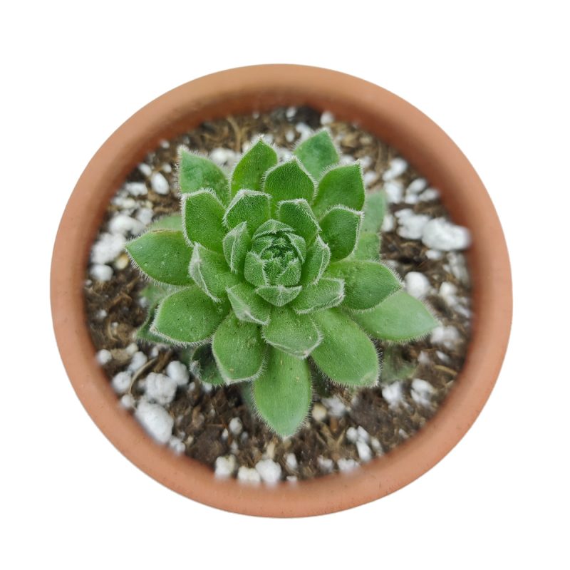 Sempervivum Spring Beauty 5