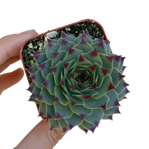 sempervivum calcareum for sale, succulent subscription, succulent plant, how to grow succulents, Succulents, succulents shop in California, succulent care guide, indoor succulents, Succulents shop near me, sempervivum calcareum in California, How to grow sempervivum calcareum, indoor succulents