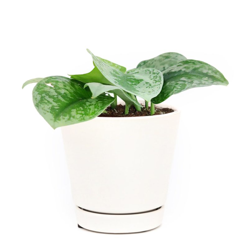 silver splash pothos care, silver splash pothos vs satin pothos, silver splash pothos for sale, silver splash pothos