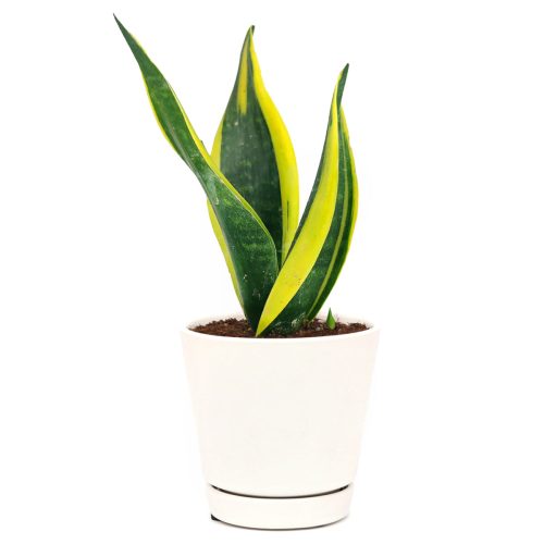 air-purifying houseplant, easy to care houseplant for beginners, low light houseplant, Snake Plant Sansevieria Gold Flame, snake plant care guide, how to care for sansevieria