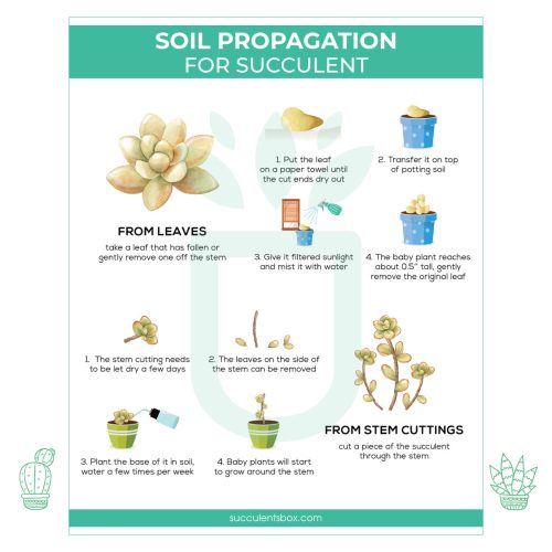 Soil Propagation