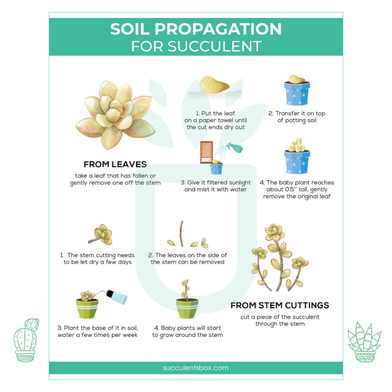 Soil Propagation