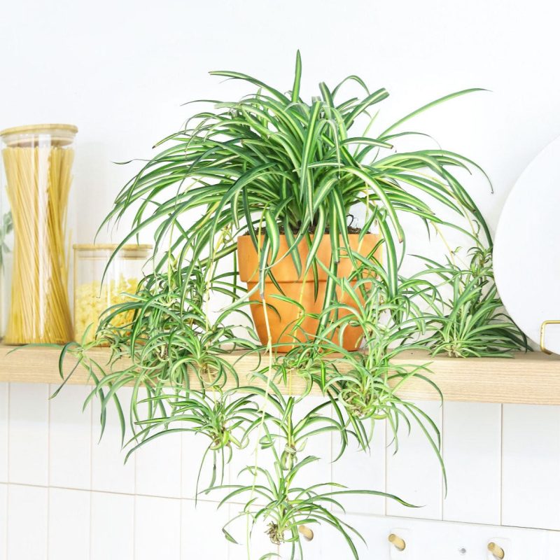 Spider Plant 4 2048x 9db66466 44cb 4db2 ac78 00b34a7699b5