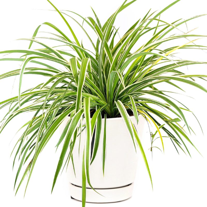 low light and easy care houseplant, Spider Plant Chlorophytum comosum care, air-purifying houseplants, best houseplant for low light rooms