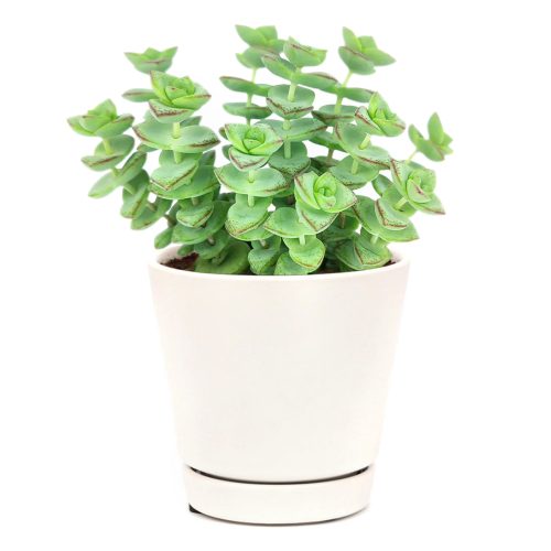 String of buttons Crassula perforata, best succulent gift ideas, succulents for hanging baskets and terrariums, easy to care for houseplants, how to care for String of buttons, houseplants that require little care, drought tolerant houseplants, exotic plant for home and office