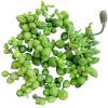 String of Tears Senecio Herreianus Succulent for Sale, How to care for String of Tears, String of Beads Succulent Plant with Care Guide, How to grow hanging succulent, Growing tips for the String of Tears Succulent