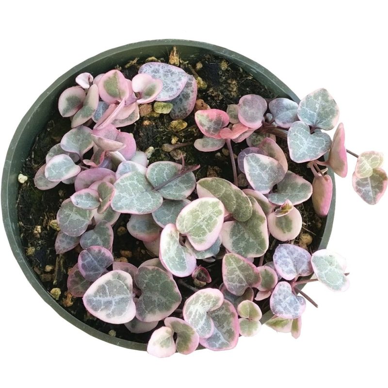 Tips for growing Variegated String of Hearts indoor home garden, Succulents, succulent plant, succulent subscription, succulents store in CA, Rare succulents, succulents shop in California, succulent care tips, cactus, Variegated String of Hearts in California, How to grow Variegated String of Hearts