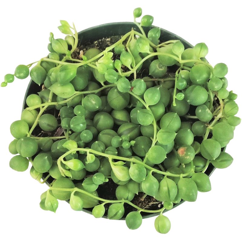 4 inch string of pearls plant for sale online, where to buy string of pearls plant, buy hanging string of pearls in California, Live Succulent as gift