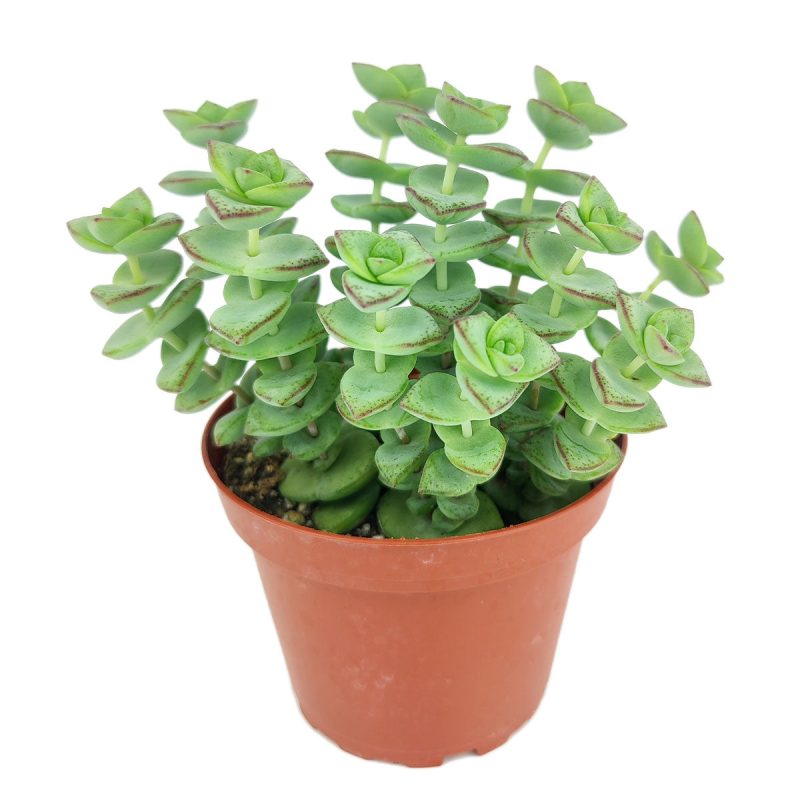 String of buttons Crassula perforata, succulents for hanging baskets and terrariums, easy to care for houseplants