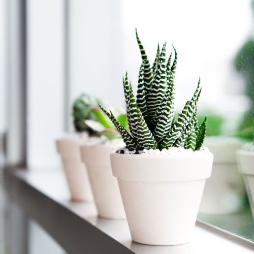 SucculentsBox BuyIndoorSucculentPlantsOnline