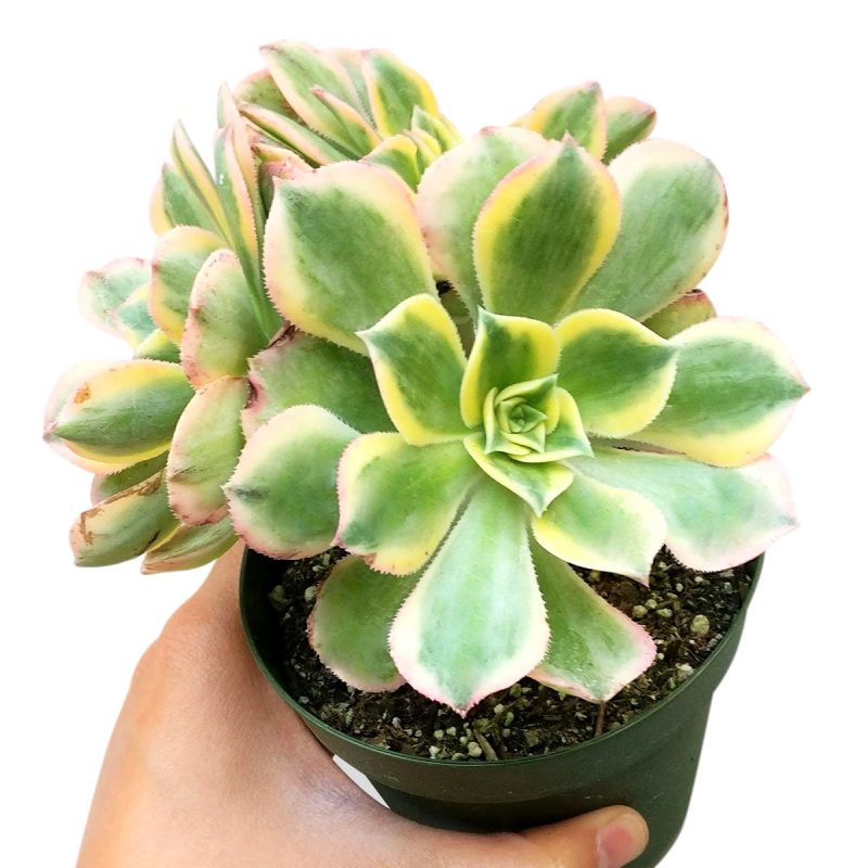 sunburst, aeonium sunburst for sale, succulents shop in California, Succulents shop near me, succulent subscription, how to grow succulents, succulent care guide, succulent care, succulents store in CA, monthly succulents, sunburst in California, How to grow sunburst