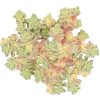 sedum anglicum, Suzie Q English succulent, succulents store in CA, Succulents, monthly succulents, succulent care, Rare succulents, succulents garden, succulent care tips, indoor succulents, Suzie Q English succulent in California, How to grow Suzie Q English succulent