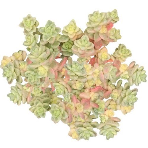 sedum anglicum, Suzie Q English succulent, succulents store in CA, Succulents, monthly succulents, succulent care, Rare succulents, succulents garden, succulent care tips, indoor succulents, Suzie Q English succulent in California, How to grow Suzie Q English succulent