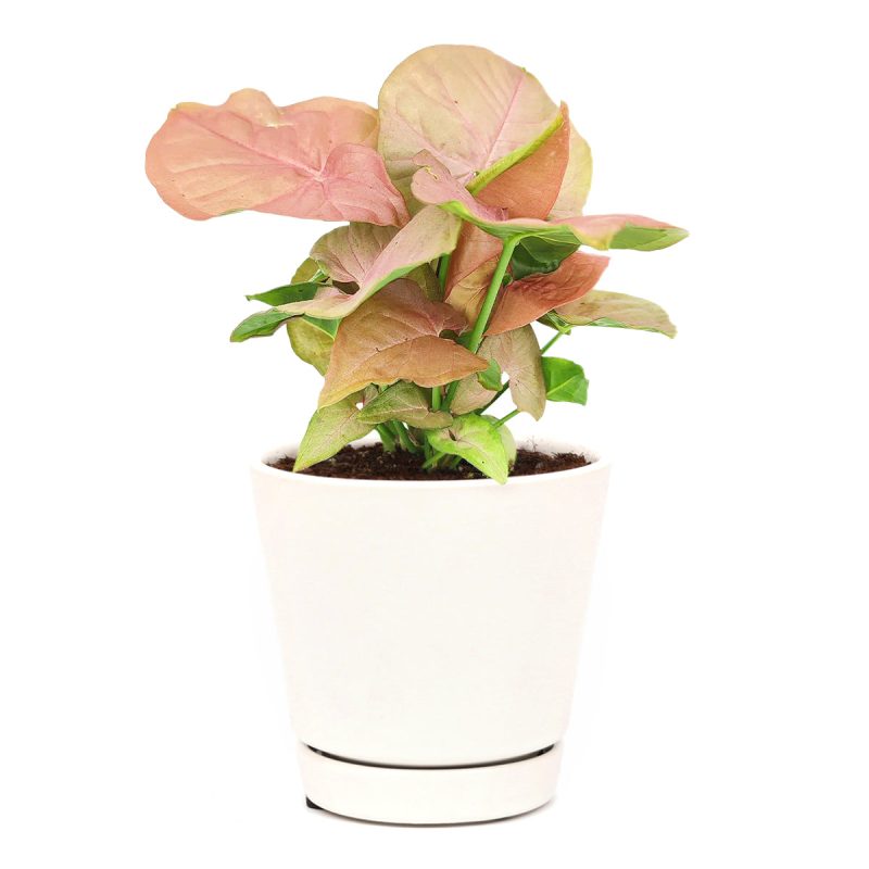 colourful foliage houseplant, easy to care houseplant, best indoor plant for home office decoration, Pink Arrowhead Vine Plant, Syngonium Neon Robusta, pink houseplant