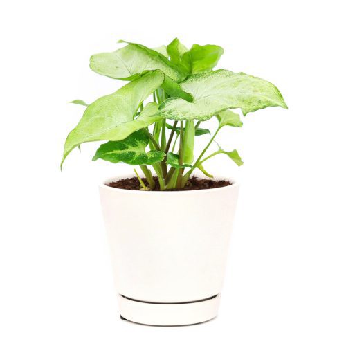 Syngonium White Butterfly, easy to care houseplant, best indoor plant for home office decoration, unique foliage houseplant, syngonium for sale, how to care for syngonium white butterfly