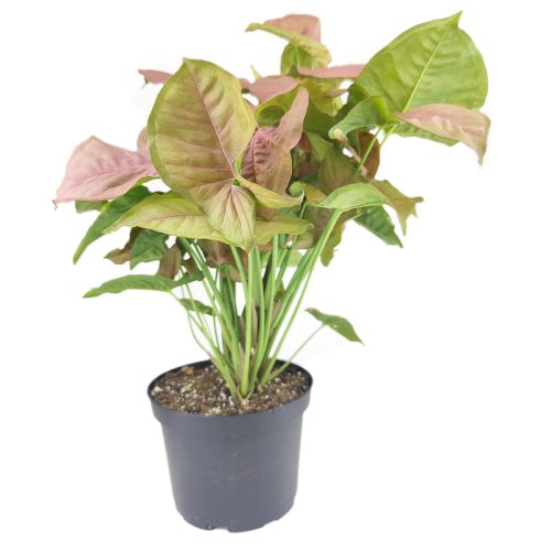 Pink Arrowhead Vine Plant, Syngonium Neon Robusta, best indoor plant for home office decoration, pink houseplant, colourful foliage houseplant, easy to care houseplant