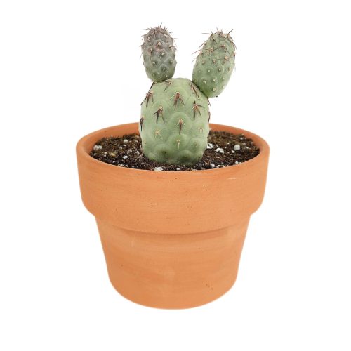 buy Rare Tephrocactus Geometricus online, Rare Tephrocactus Geometricus in ca, cactus for sale, rare plants