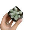 Thimble cactus, monthly succulents, succulent plant, succulent care, succulent care tips, succulent care guide, succulents shop in California, Succulents shop near me, cactus, Thimble cactus in California, How to grow Thimble cactus, cactus, cactus succulent, succulent cactus, cacti, cactus and succulents, succulents box, succulent shop, buy succulents online