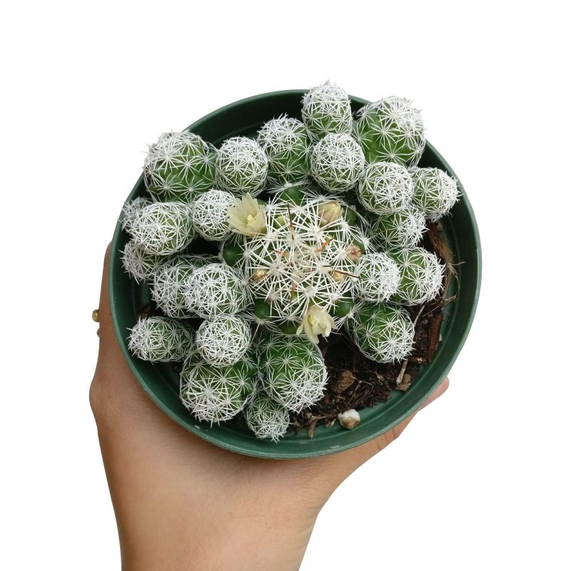 Thimble cactus, monthly succulents, succulent plant, succulent care, succulent care tips, succulent care guide, succulents shop in California, Succulents shop near me, cactus, Thimble cactus in California, How to grow Thimble cactus, cactus, cactus succulent, succulent cactus, cacti, cactus and succulents, succulents box, succulent shop, buy succulents online