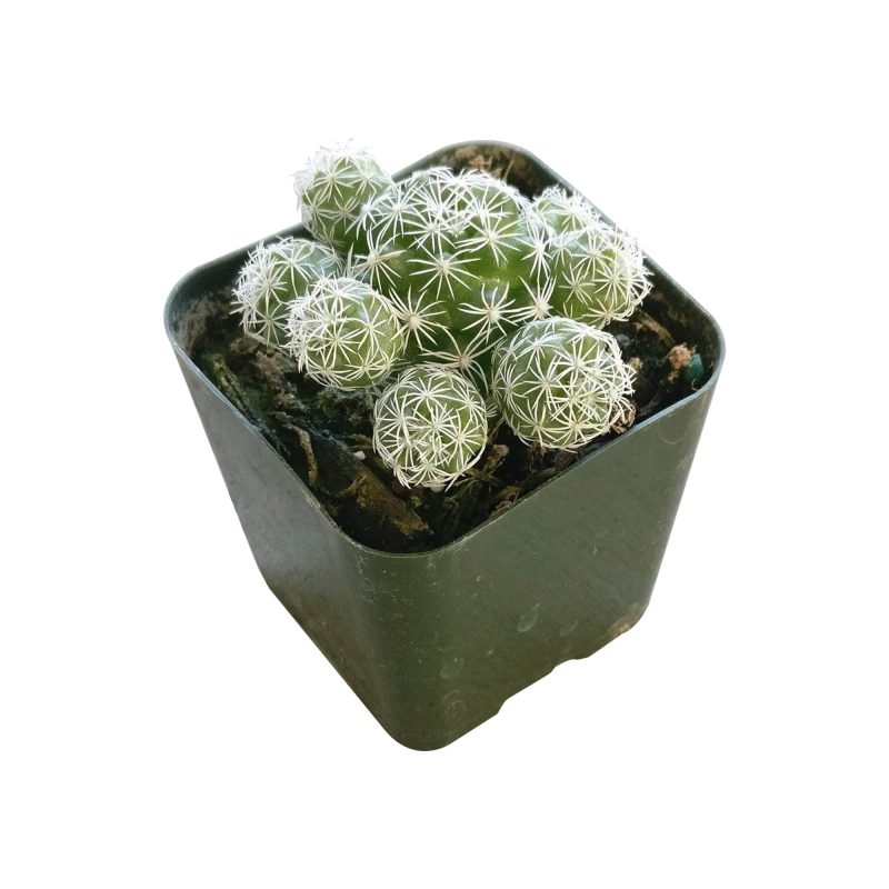 THIMBLECACTUSMAMMILLARIA5