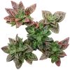 crassula picturata, tiger jade, succulents store in CA, Succulents shop near me, cactus, succulent plant, indoor succulents, Rare succulents, succulents shop in California, succulents garden, crassula picturata in California, How to grow crassula picturata, crassula, crassula plant, crassula succulent, crassula types, crassula varieties, types of crassula, crassula species, crassulas, succulent crassula