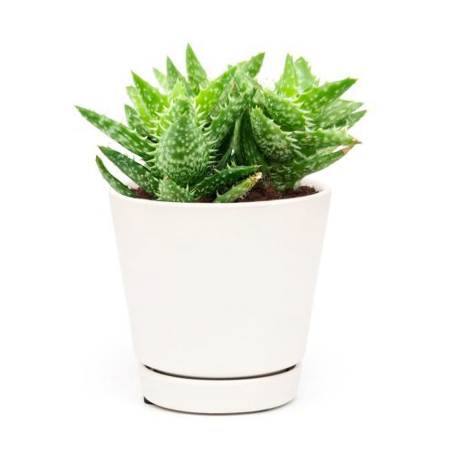 Tiger Tooth Aloe for sale, succulent care tips, succulent plant, cactus, indoor succulents, how to grow succulents, Succulents shop near me, succulents store in CA, succulents shop in California, Tiger Tooth Aloe in California, How to grow Tiger Tooth Aloe. indoor succulents.