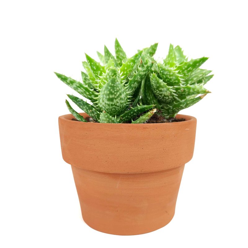 Tiger Tooth Aloe for sale, succulent care tips, succulent plant, cactus, indoor succulents, how to grow succulents, Succulents shop near me