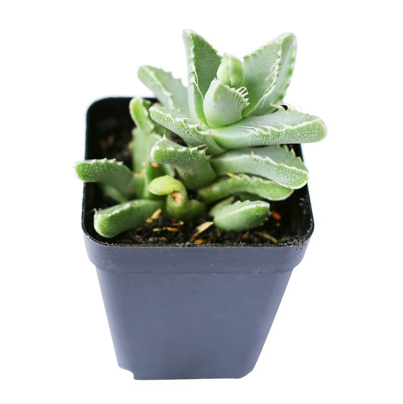 crassula, crassula plant, crassula succulent, crassula types, crassula varieties, types of crassula, crassula species, crassulas, succulent crassula