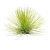 Tillandsia Andreana for sale, Tillandsia Andreana, How to plant Tillandsia Andreana, Tillandsia Andreana air plant care guide, Air plants Gift Ideas for any occasion, Air plants subscription box delivered monthly