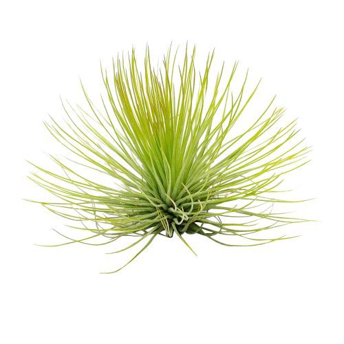 Tillandsia Andreana for sale, Tillandsia Andreana, How to plant Tillandsia Andreana, Tillandsia Andreana air plant care guide, Air plants Gift Ideas for any occasion, Air plants subscription box delivered monthly