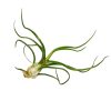 bulbosa belize, tillandsia ionantha rubra, where belize, where belize located, ionantha rubra, bulbosa, who colonized belize, bulbosa belize air plant