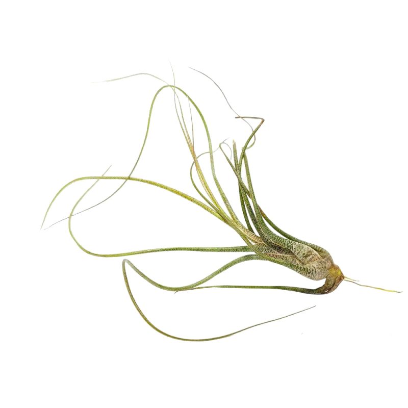 Tillandsia Butzii Air Plant for sale, How to grow Tillandsia Butzii Air Plant, How to care for Tillandsia Butzii Air Plant, Air plants subscription box monthly, Air plants home decor ideas, Air plants gift ideas