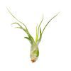 Tillandsia Caput Medusae air plant for sale, Medusa's head plant for sale, Tillandsia Caput Medusae easy-care indoor plant, Air plants gift decor ideas, Air plants subscription box delivered monthly