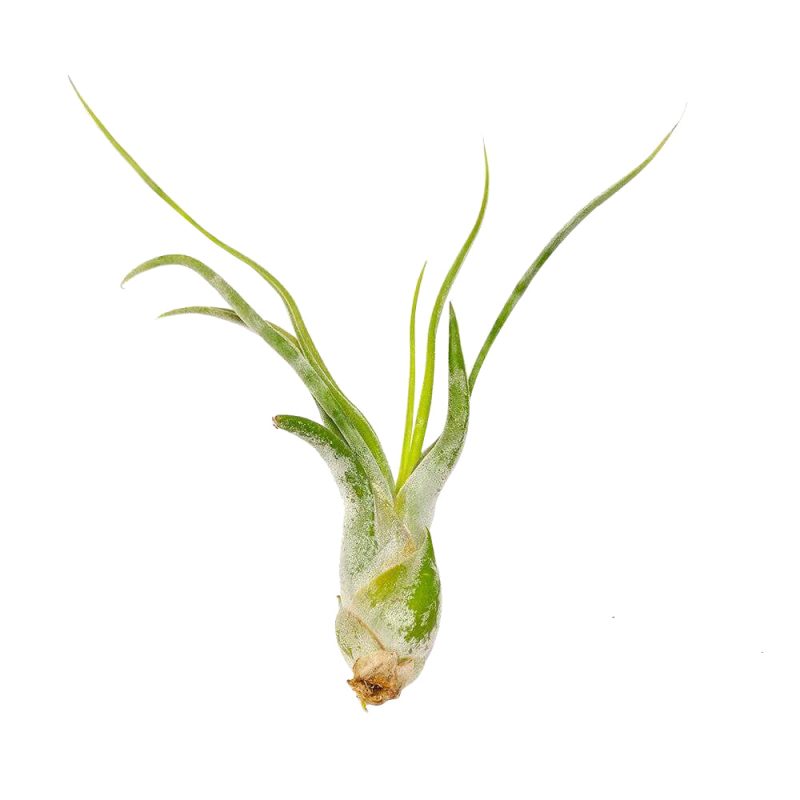 Tillandsia Caput Medusae air plant for sale, Medusa's head plant for sale, Tillandsia Caput Medusae easy-care indoor plant, Air plants gift decor ideas, Air plants subscription box delivered monthly