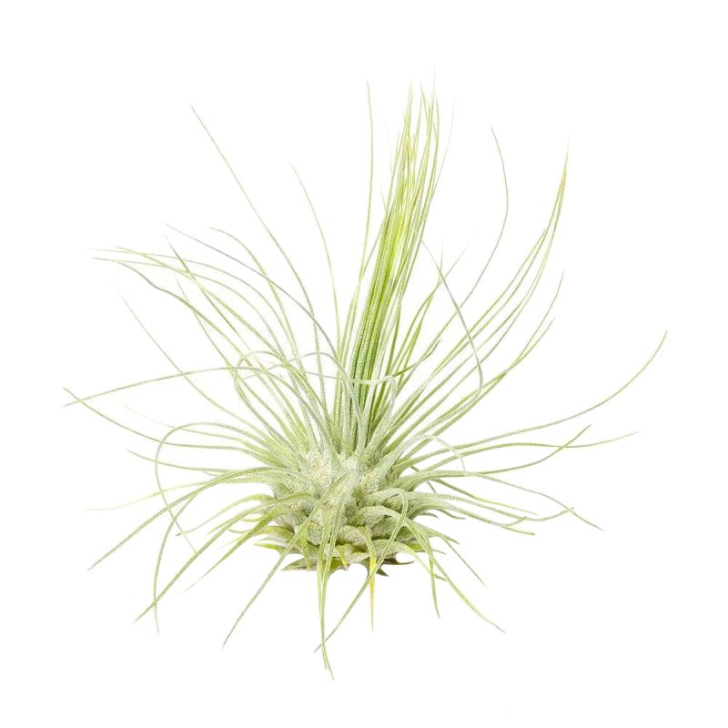 Tillandsia Fuchsii Airplant Care, Tillandsia Fuchsii Air Plants for sale, How to grow Tillandsia Fuchsii Air Plants indoor, Air plants subscription box delivered monthly, Air plants gift ideas for any occasion