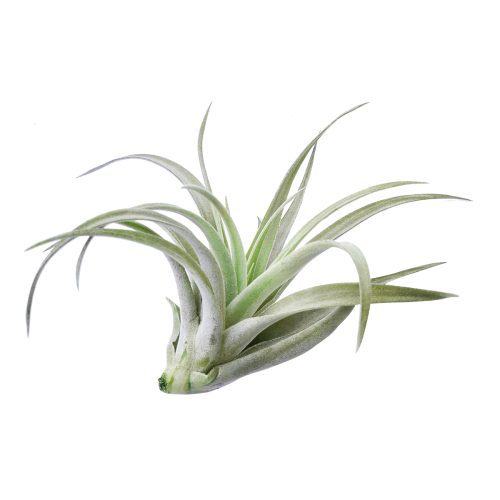 tillandsia harrisii care, tillandsia harrisii care, how to water tillandsia air plant, do tillandsia die after flowering, tillandsia harrisii black, tillandsia harrisii flower, how to care for tillandsia air plants