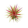 ionantha rubra, tillandsia ionantha fuego, tillandsia rubra, tillandsia ionantha varieties, tillandsia ionantha mexican, tillandsia ionantha rubra care, how to care for tillandsia air plants, ionantha rubra care