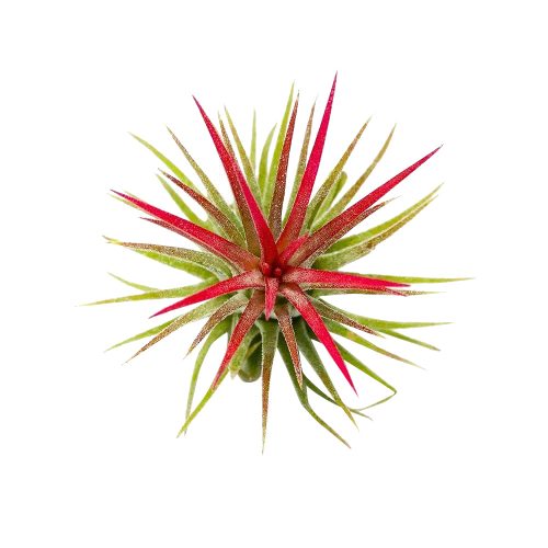 ionantha rubra, tillandsia ionantha fuego, tillandsia rubra, tillandsia ionantha varieties, tillandsia ionantha mexican, tillandsia ionantha rubra care, how to care for tillandsia air plants, ionantha rubra care