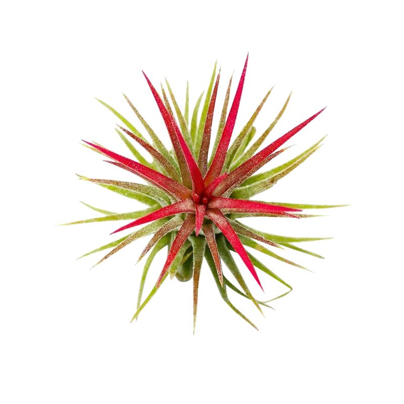 ionantha rubra, tillandsia ionantha fuego, tillandsia rubra, tillandsia ionantha varieties, tillandsia ionantha mexican, tillandsia ionantha rubra care, how to care for tillandsia air plants, ionantha rubra care