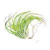 Tillandsia Stricta Green Air Plant for sale, How to grow Stricta Green Air Plant indoor, How to care for Stricta Green Air Plant, Air plants subscription box monthly, Air plants gift ideas, Air plants home office decoration