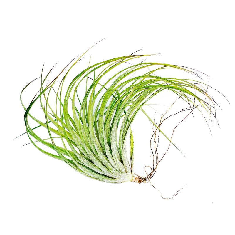 Tillandsia Stricta Green Air Plant for sale, How to grow Stricta Green Air Plant indoor, How to care for Stricta Green Air Plant, Air plants subscription box monthly, Air plants gift ideas, Air plants home office decoration