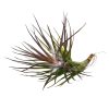 Tillandsia tenuifolia Emerald Forest for sale, Emerald Forest air plant for sale, Air plants subscription box delivered monthly, Air plants gift ideas, Air plants home decor ideas