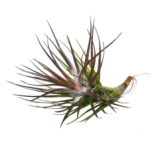 Tillandsia tenuifolia Emerald Forest for sale, Emerald Forest air plant for sale, Air plants subscription box delivered monthly, Air plants gift ideas, Air plants home decor ideas