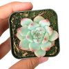 pink succulents, echeveria for sale, echeveria tippy pink for sale, rosette succulent types, echeveria chihuahuaensis, buy echeveria plant online, rosette echeveria