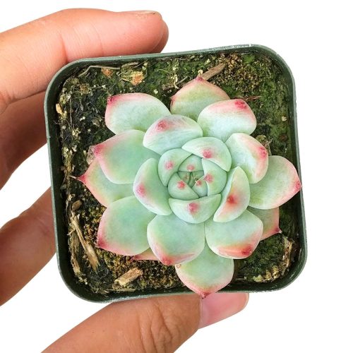 pink succulents, echeveria for sale, echeveria tippy pink for sale, rosette succulent types, echeveria chihuahuaensis, buy echeveria plant online, rosette echeveria