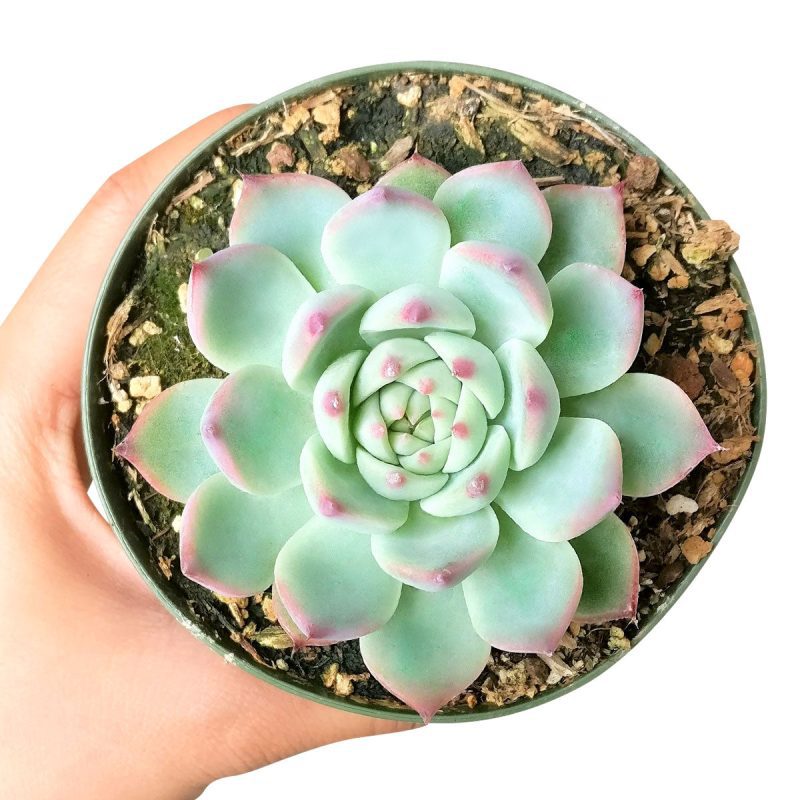 pink succulents, echeveria for sale, echeveria tippy pink for sale, rosette succulent types, echeveria chihuahuaensis, buy echeveria plant online, rosette echeveria